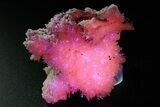 Pink Manganoan Calcite Crystal Cluster - Fluorescent! #361521-1